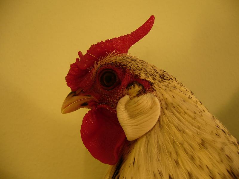 Muenster 2008 244.jpg - Zwerg Hamburger silberlack von Jule Marie Haße Preis HV 96 KVEJ13